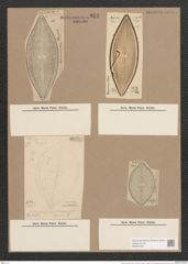 Navicula tumescens Grun. (de-Toni-Nr.: Genus 1, Species 457) Zeichnungen Sammlung Grunow Nr. 953 (NHMW-BOT-W0367448)